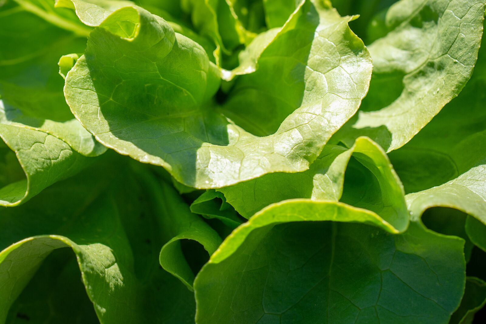Nikon D7100 sample photo. Salad, lettuce, green photography