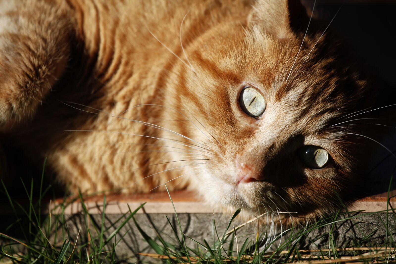 Canon EOS 5D Mark II sample photo. Cat, animal, eye photography