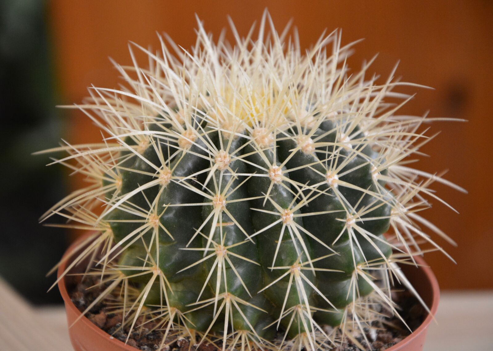 Nikon D5200 sample photo. Cactus, thorns, thorny plant photography