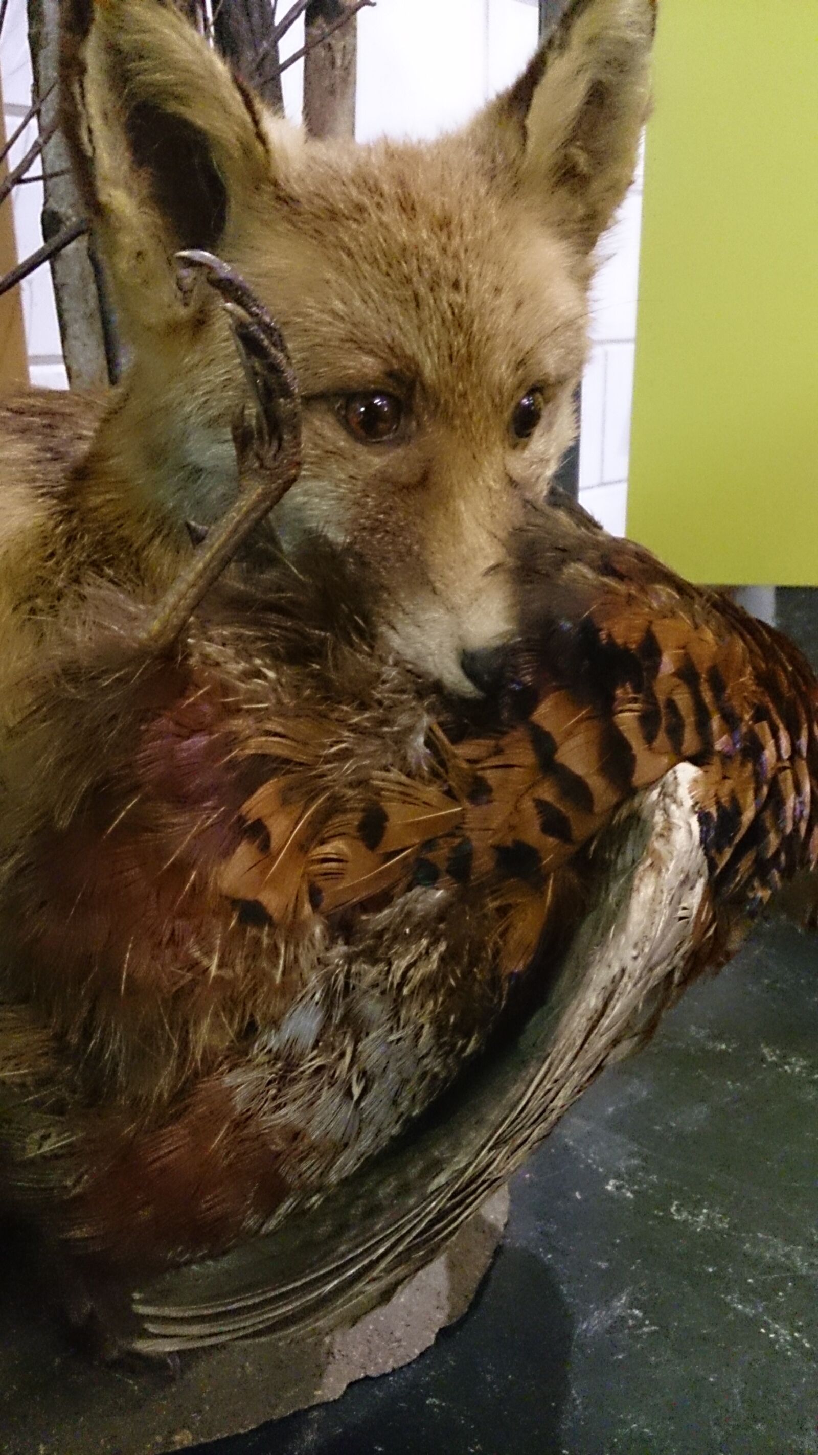 Sony Xperia Z sample photo. Fox, museum, pheasant, stuffed photography