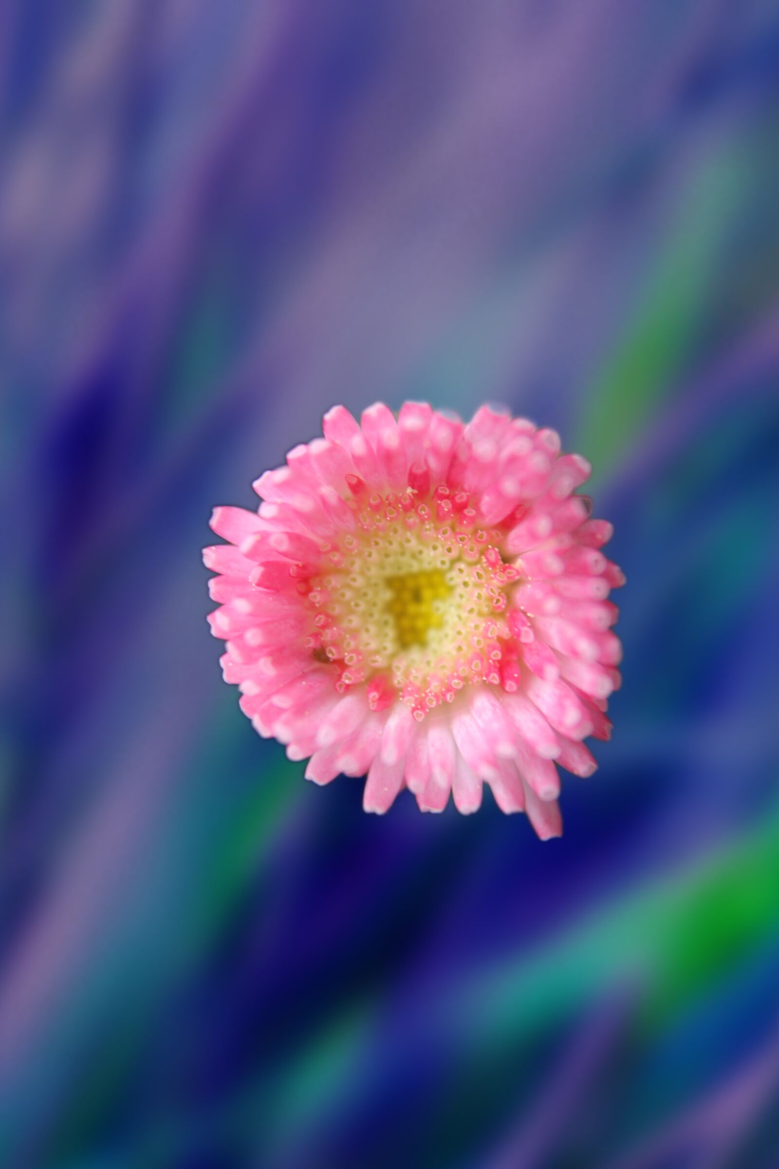 Canon EOS 1300D (EOS Rebel T6 / EOS Kiss X80) sample photo. Daisy, blossom, bloom photography