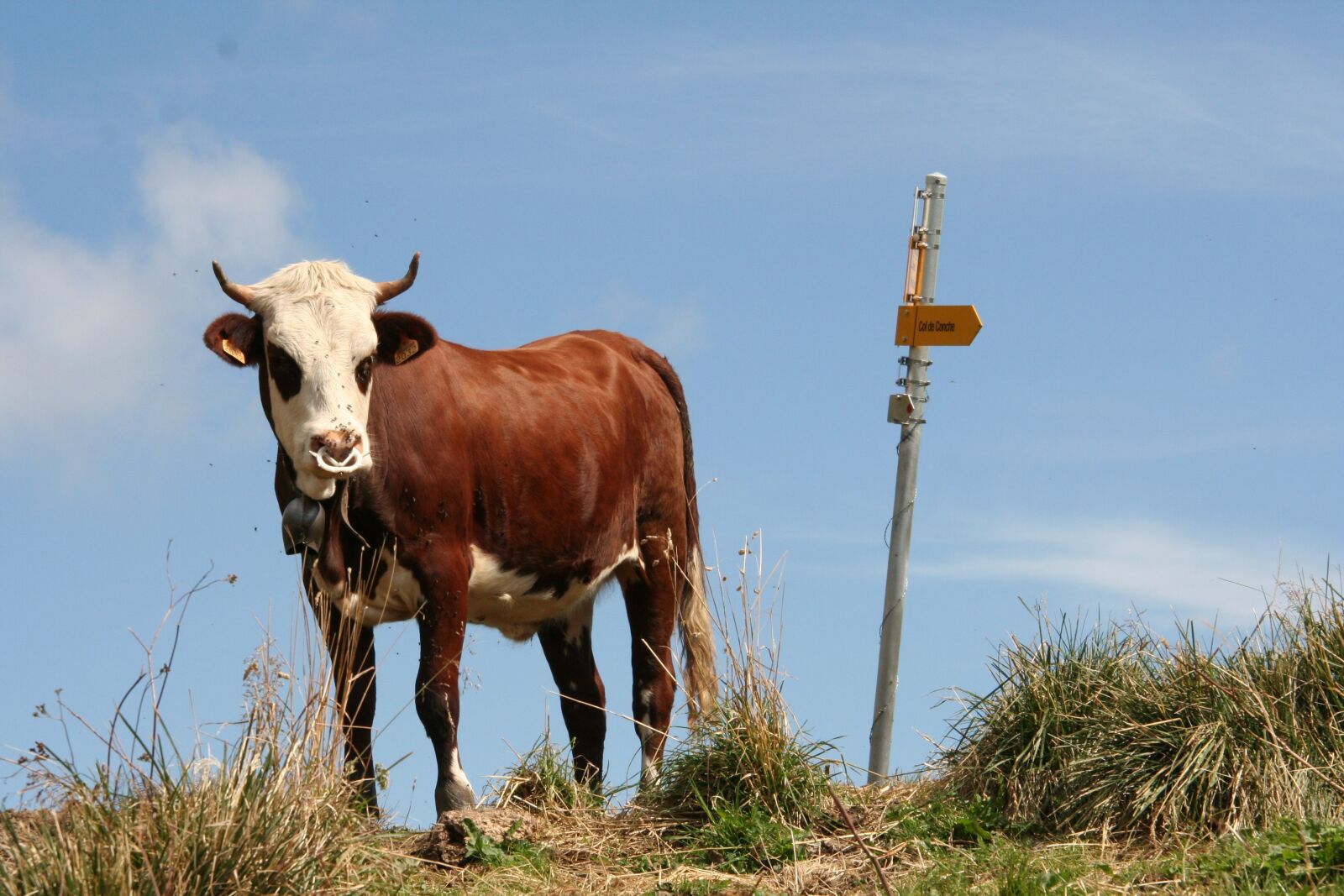 Canon EOS 350D (EOS Digital Rebel XT / EOS Kiss Digital N) sample photo. Animal, cow, cattle photography