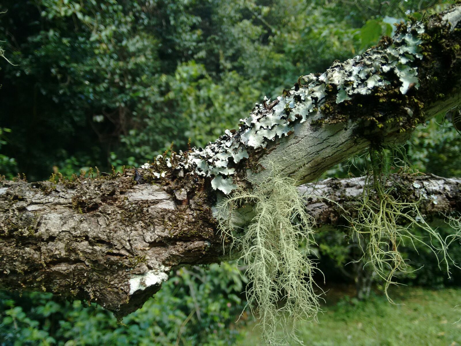 Motorola Moto G (2nd Gen) sample photo. Moss, tree, rainforest photography