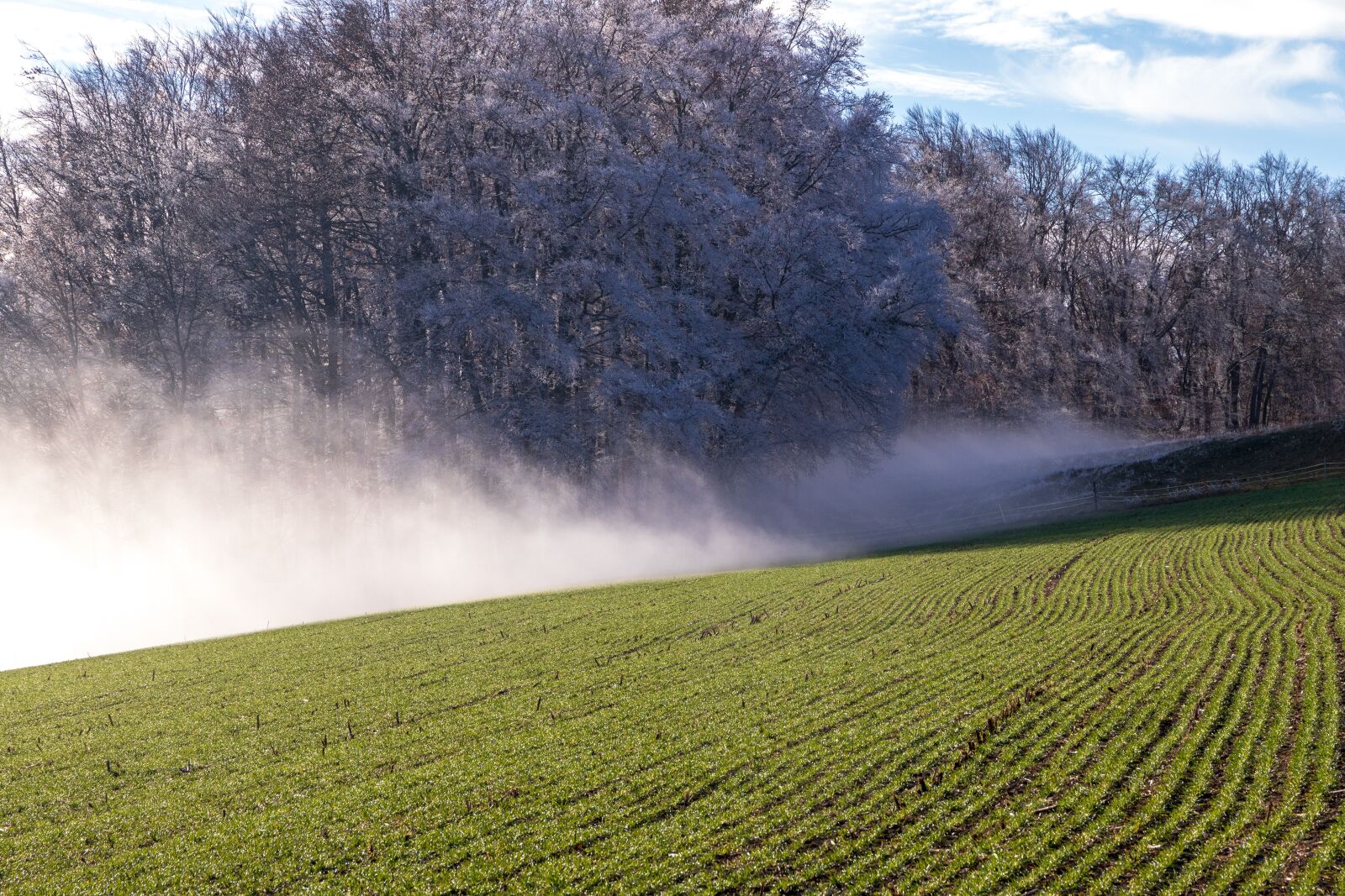 Canon EOS 6D Mark II sample photo. Mist, meadow, light photography