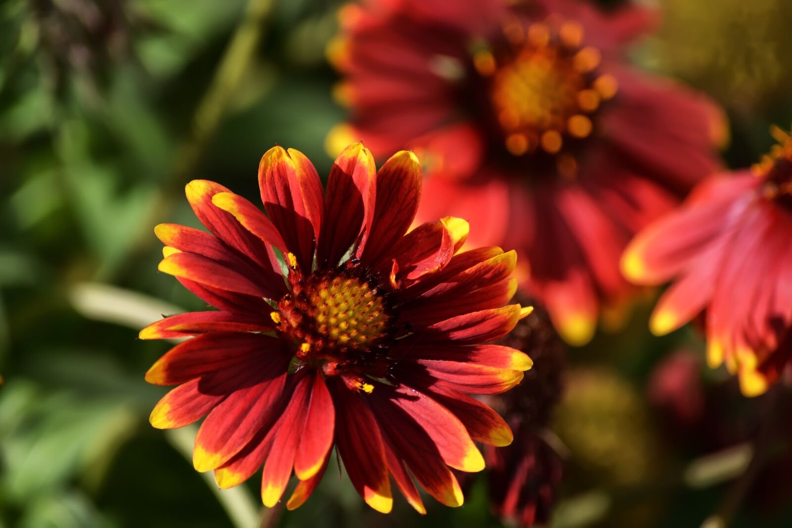 Nikon D5200 sample photo. Flowers, garden, petals photography