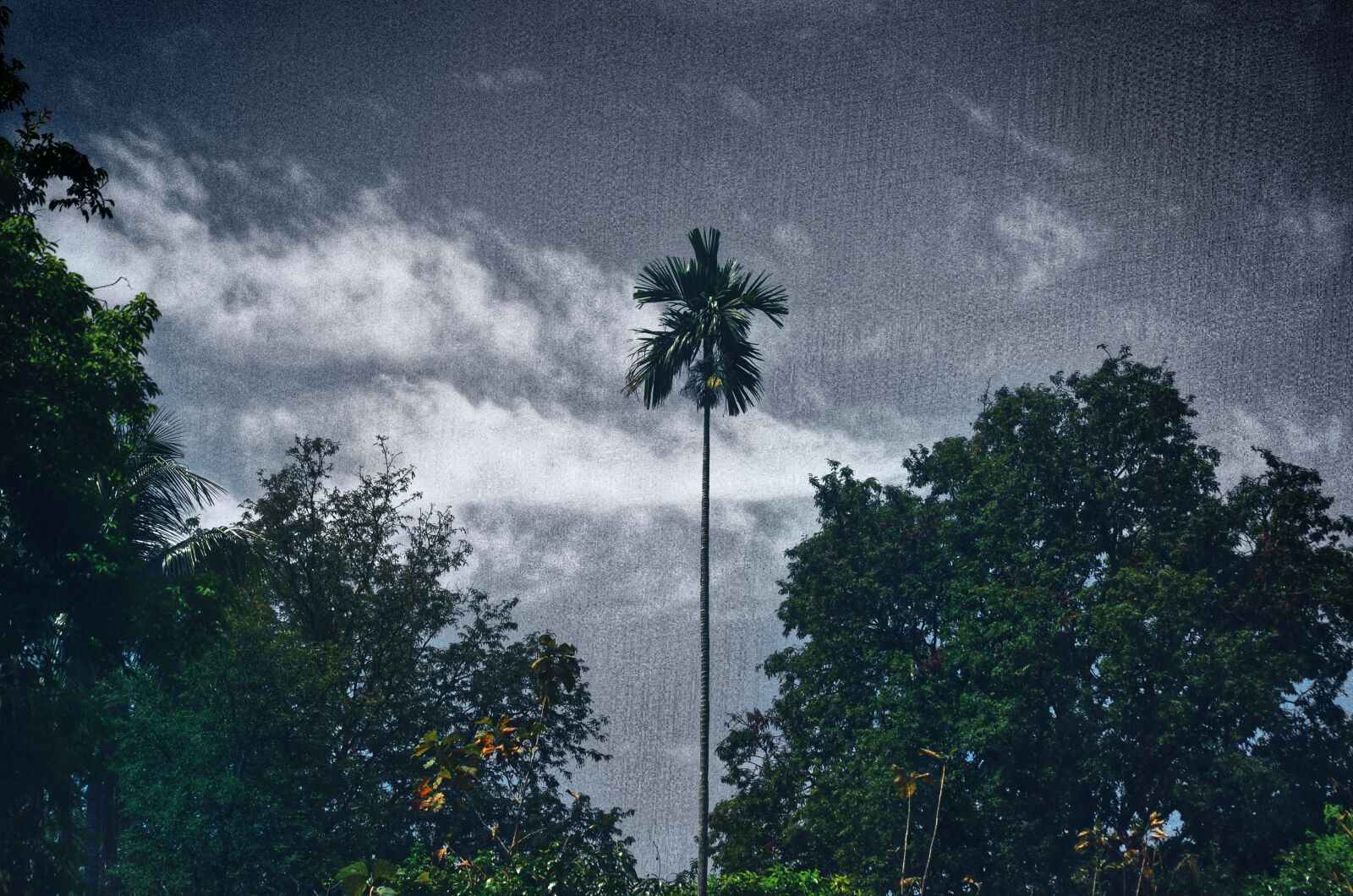 Nikon D5100 sample photo. Scenery, tree, skycaps photography