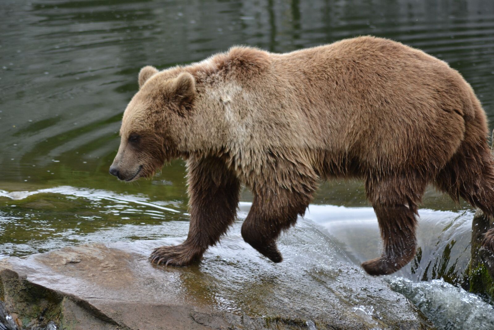 Nikon D3100 sample photo. Bear, water, river photography