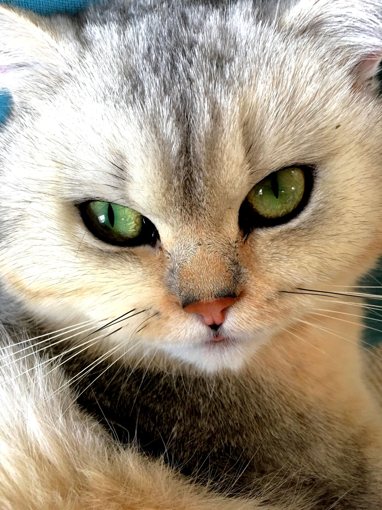 Apple iPhone 6s Plus sample photo. Cat, animal, young cat photography