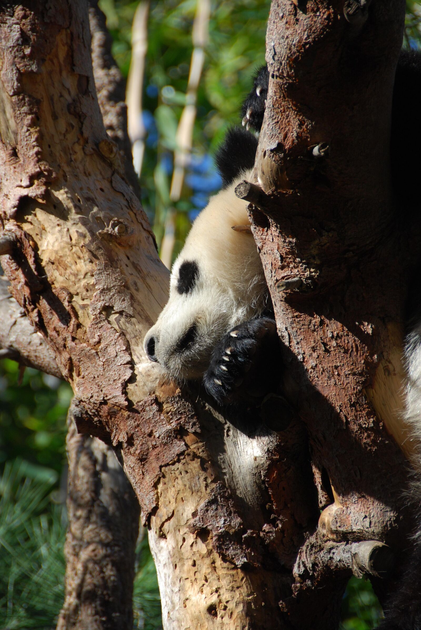 Nikon D60 sample photo. Panda, bear, nap photography