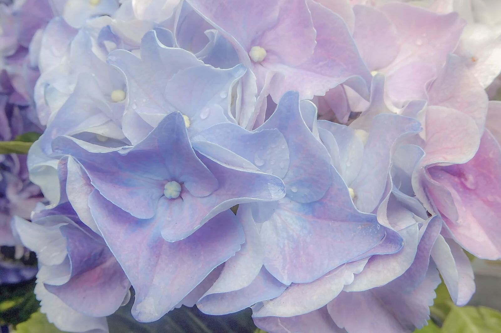 Nikon Coolpix A900 sample photo. Hydrangea, flowers, bloom photography