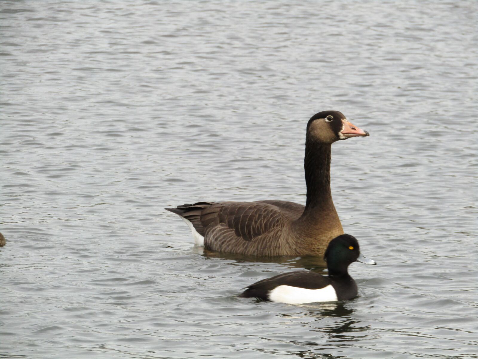 Canon POWERSHOT SX430 IS sample photo. Goose, duck, bird photography