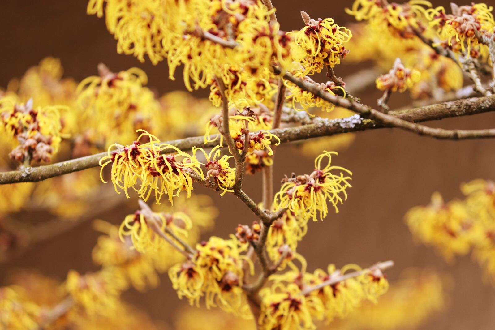 Canon EOS 200D (EOS Rebel SL2 / EOS Kiss X9) sample photo. Witch hazel, winterblueher, bloom photography