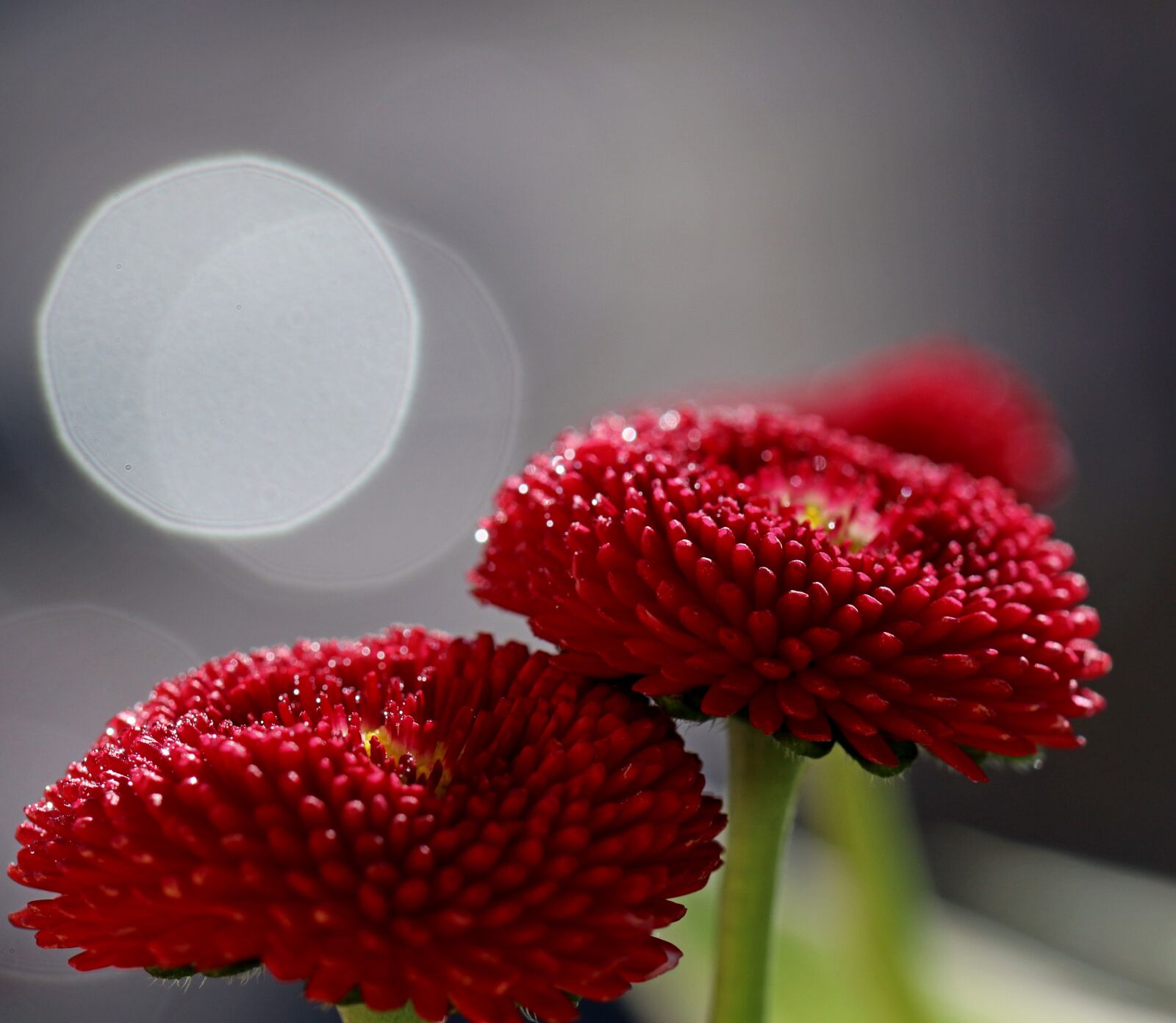 Canon EOS 80D sample photo. Flower, red, garden photography