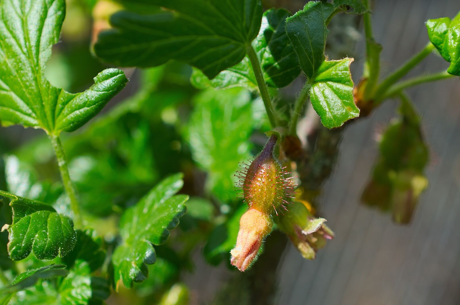 Nikon D3300 sample photo. Gooseberry, fruit, green photography