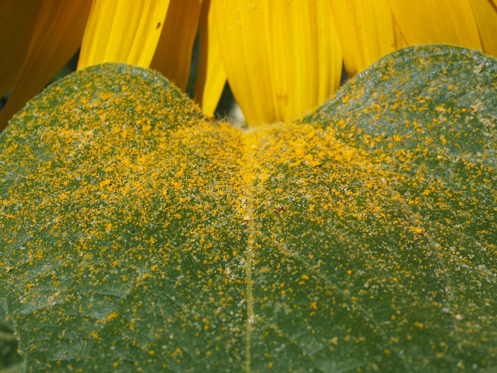 Olympus OM-D E-M1 + Olympus M.Zuiko Digital ED 12-40mm F2.8 Pro sample photo. Leaf, pollen, sunflower leaf photography