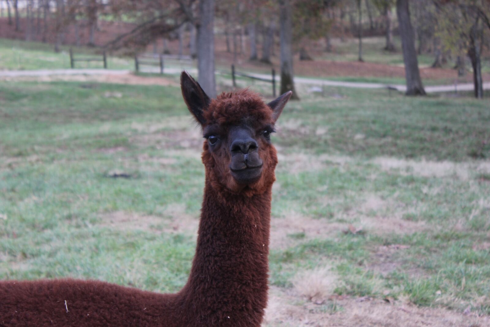 Canon EOS 550D (EOS Rebel T2i / EOS Kiss X4) sample photo. Alpaca, farm, animal photography