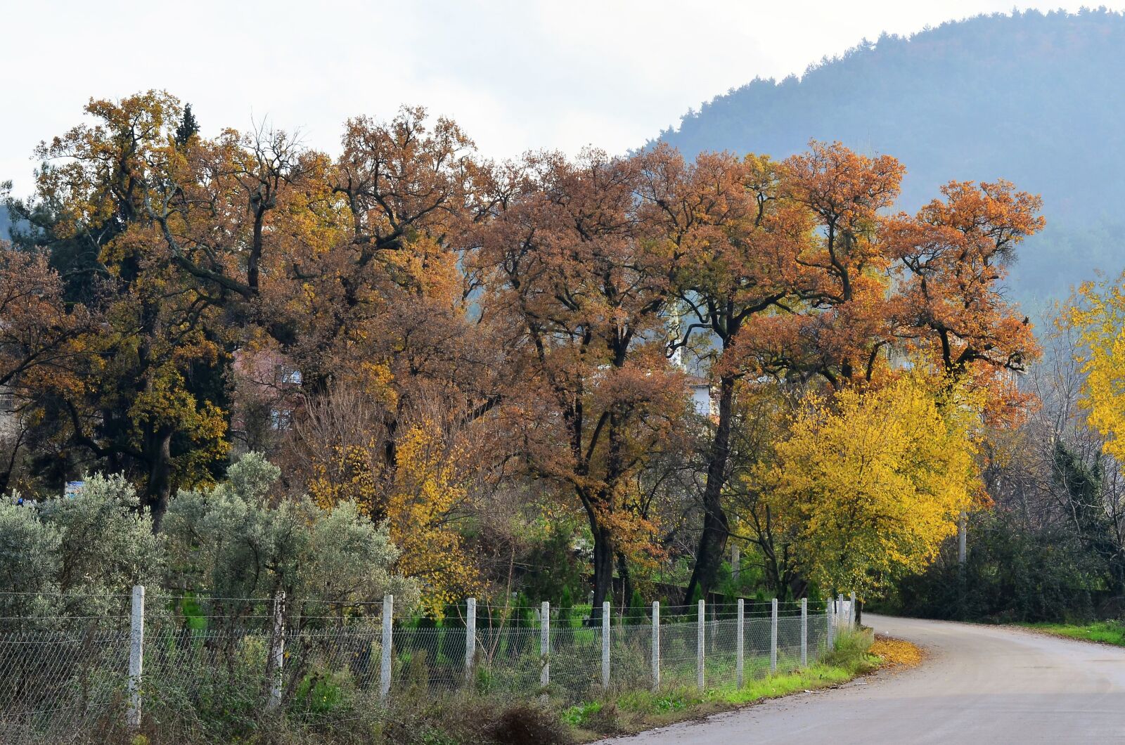 Nikon D5100 sample photo. Autumn, scholarship, doburca photography
