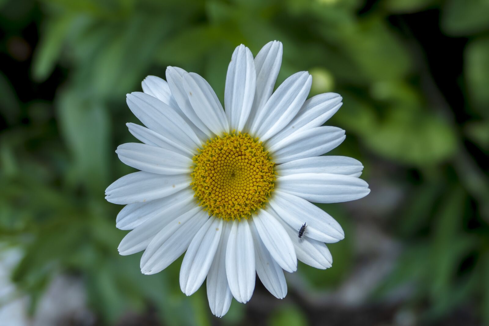 Panasonic Lumix DMC-FZ1000 sample photo. Daisy, daisies, flower photography