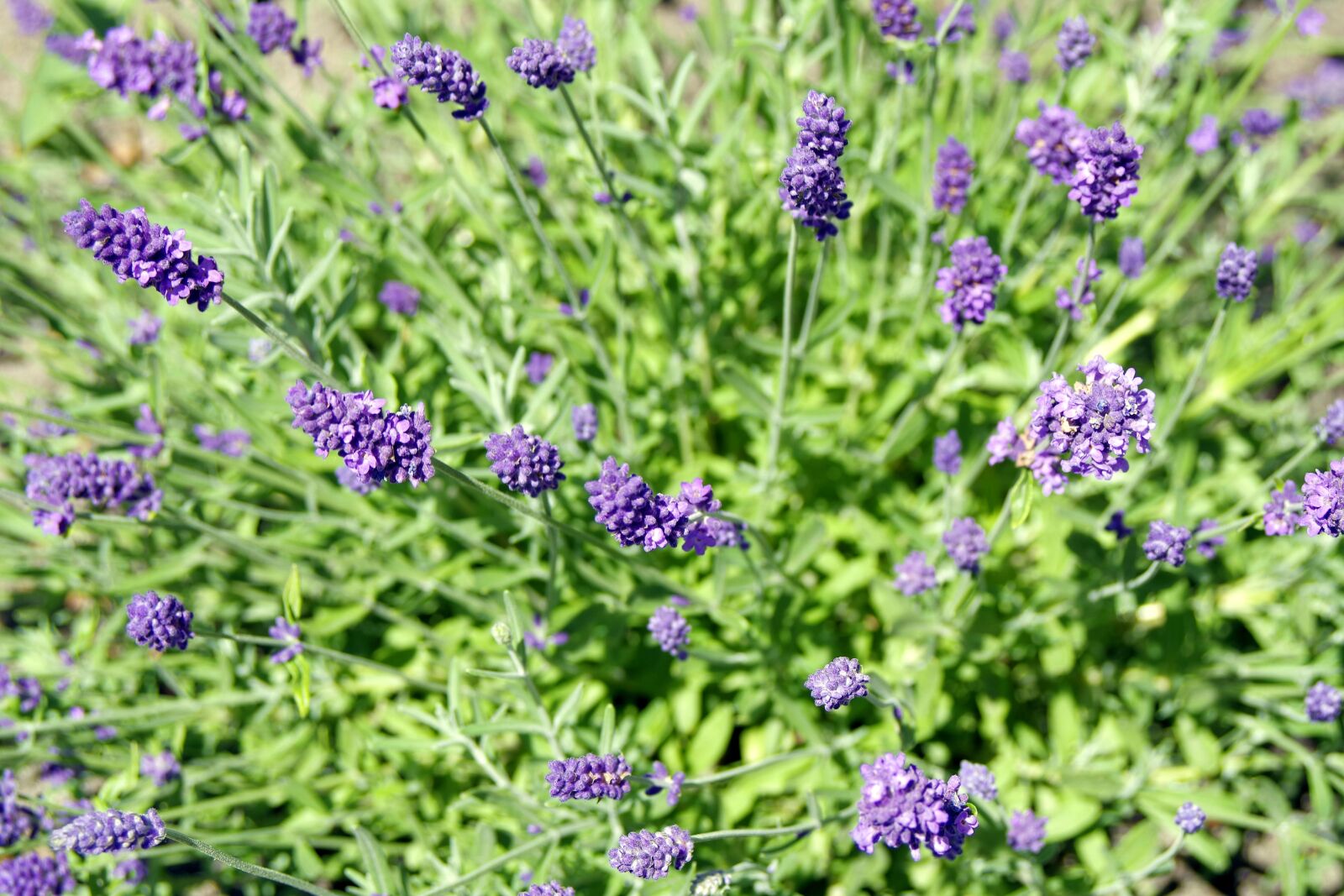 Pentax K-S2 sample photo. Flowers, blue, violet photography