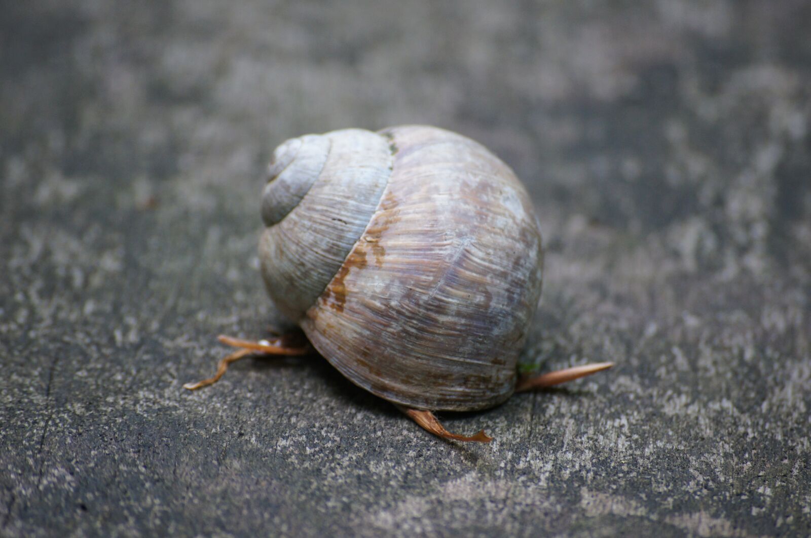 Sony SLT-A55 (SLT-A55V) sample photo. Shell, snail, autumn photography