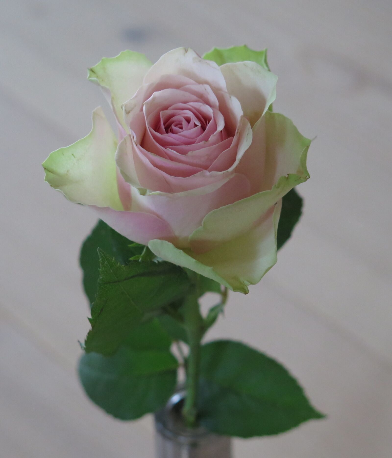 Canon PowerShot G16 sample photo. Rose, pink, white photography