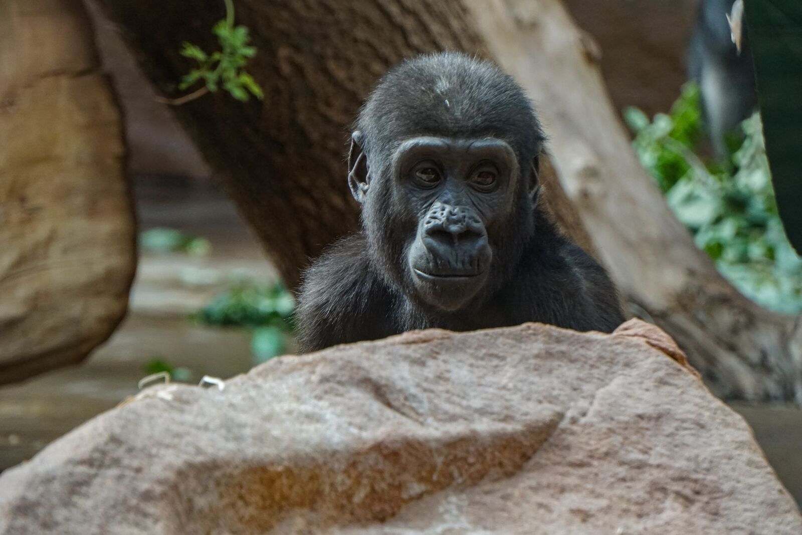 Sony a6000 sample photo. Chimpanzee, baby chimp, zoo photography