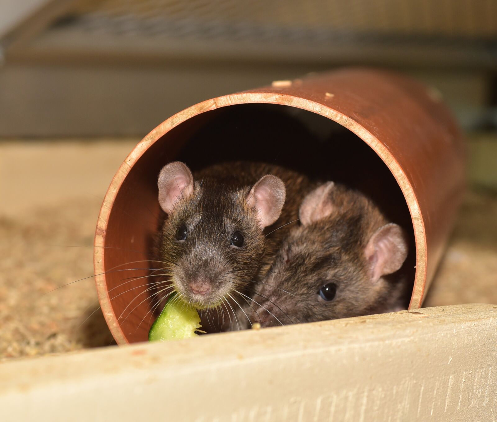 Nikon D750 sample photo. Rat, color rat, rodent photography