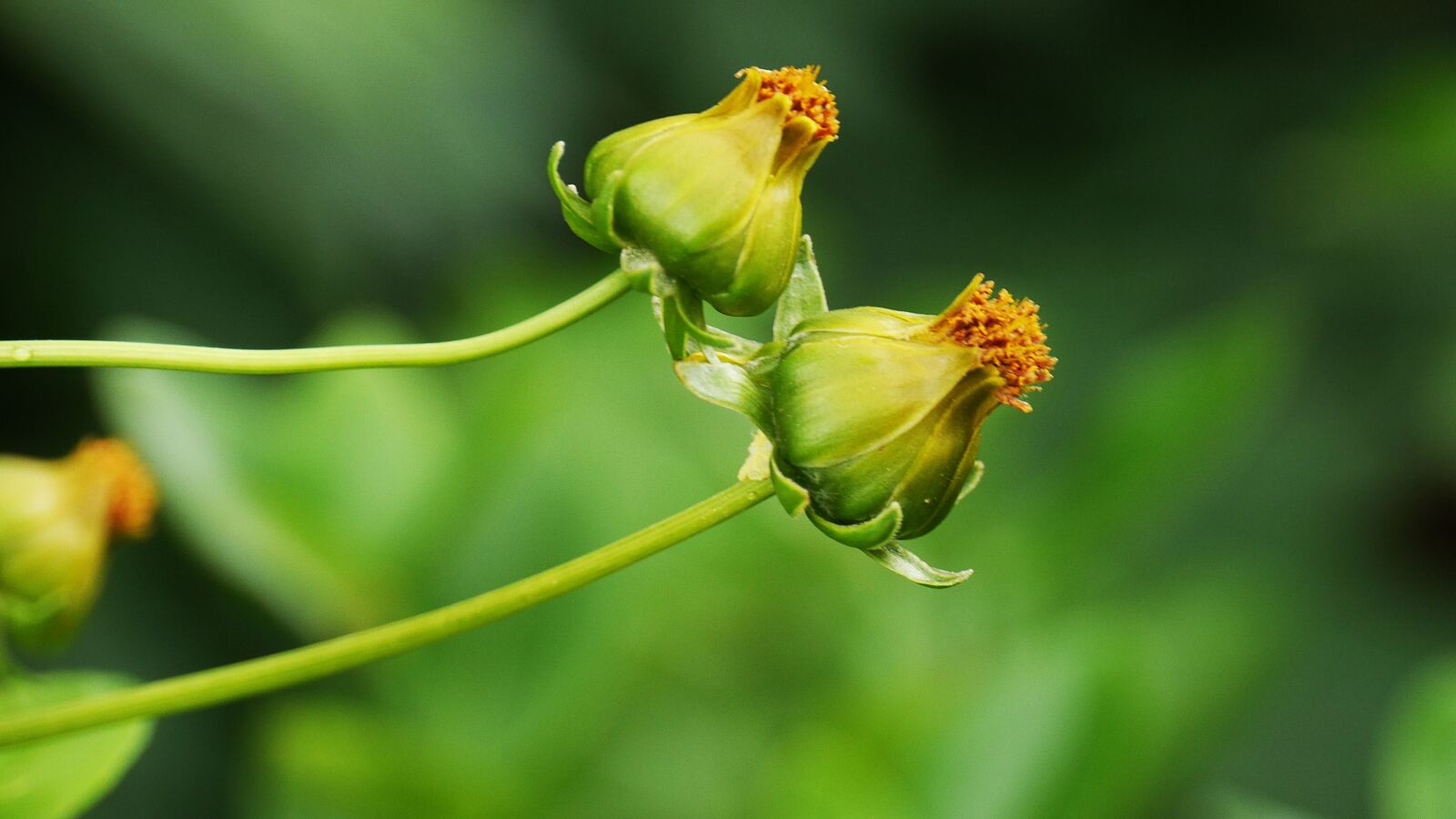 Panasonic Lumix DMC-GH3 sample photo. Flowers, this type, abstract photography