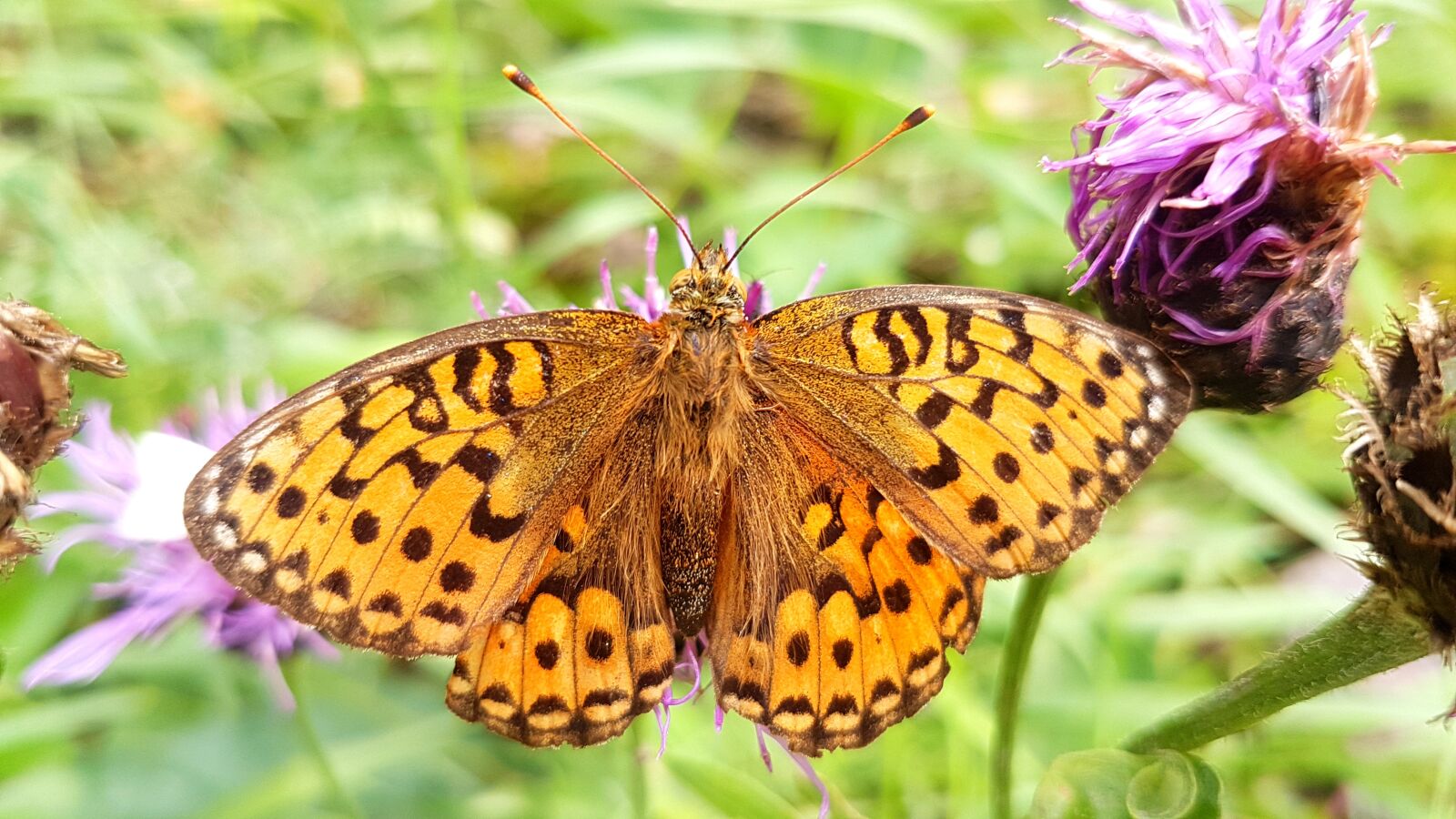 Samsung Galaxy S7 sample photo. Fritillary, butterfly, insect photography