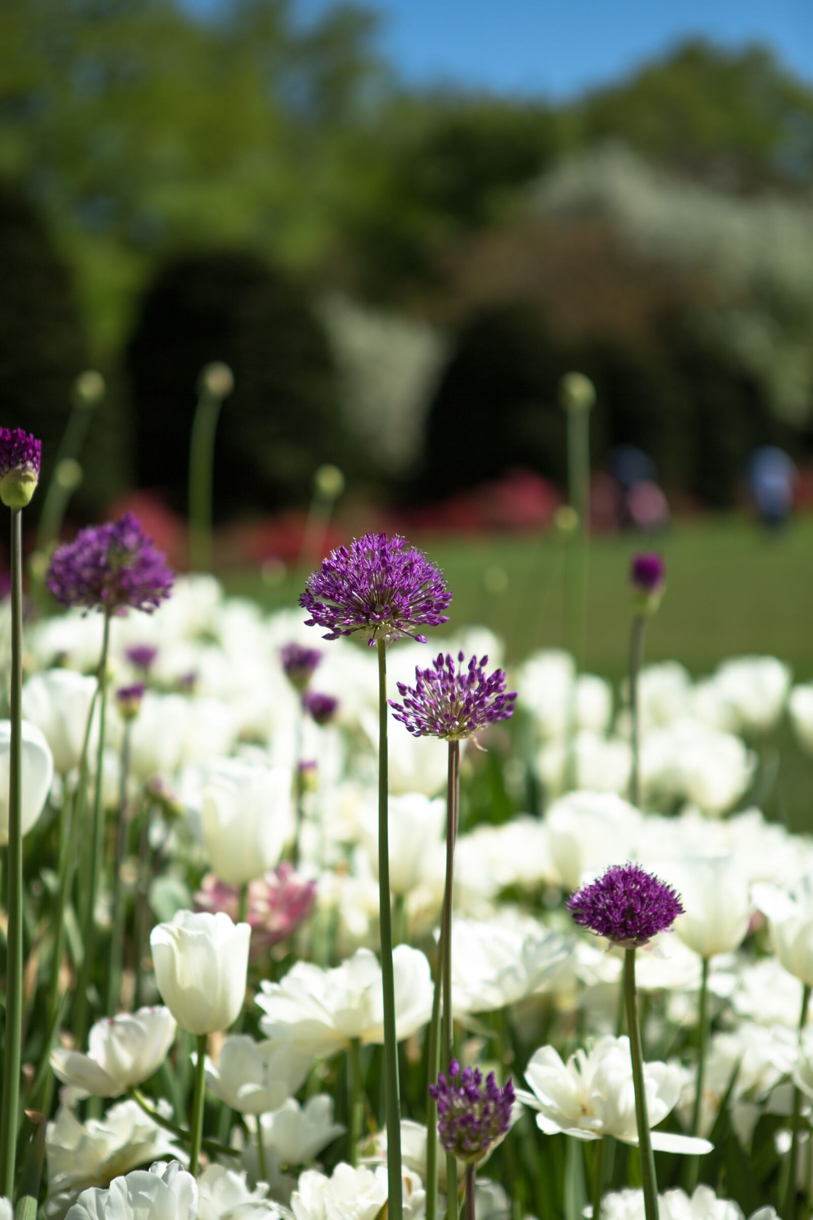 Canon EF 24-70mm F2.8L USM sample photo. Tulips, spring, park photography