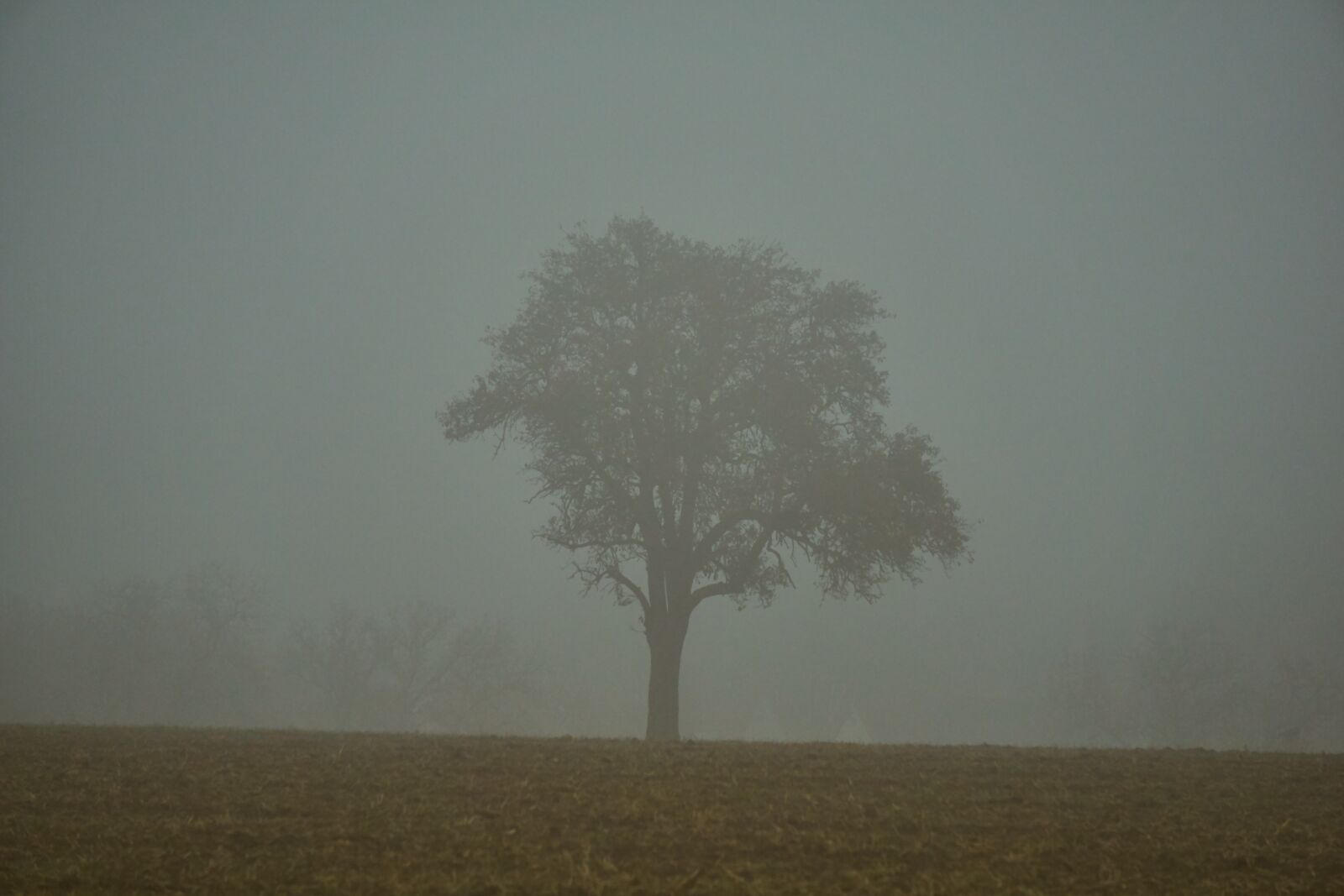 Sony E 55-210mm F4.5-6.3 OSS sample photo. Tree, fog, mystical photography