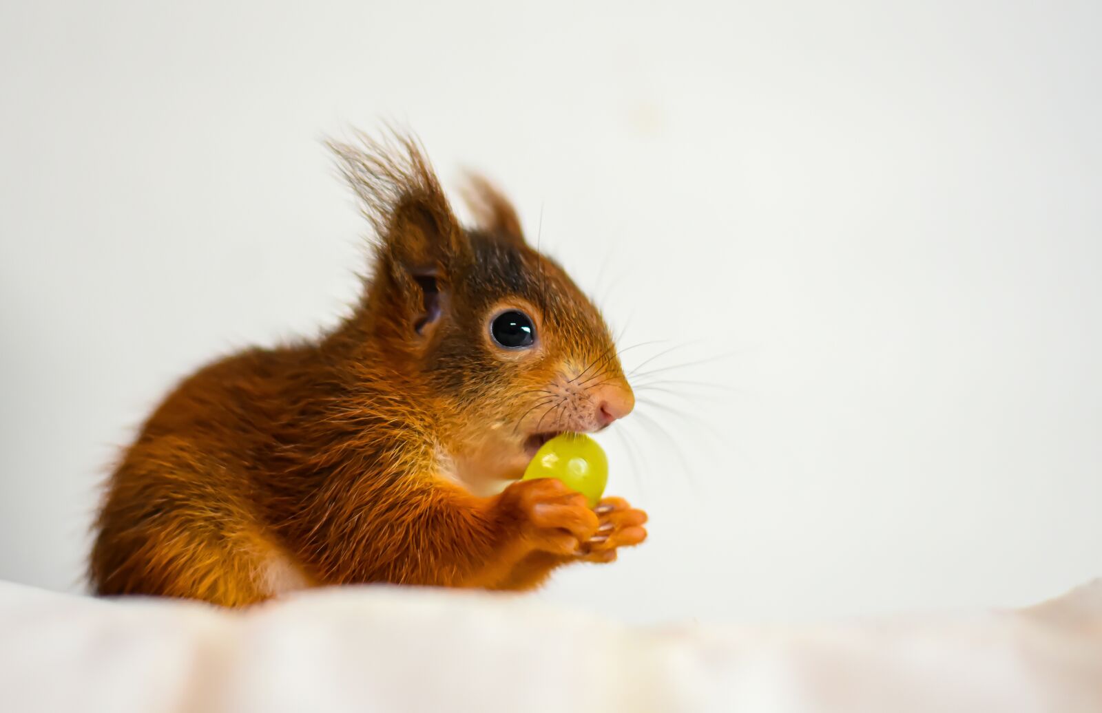 Nikon D7200 sample photo. Squirrel, young animal, small photography
