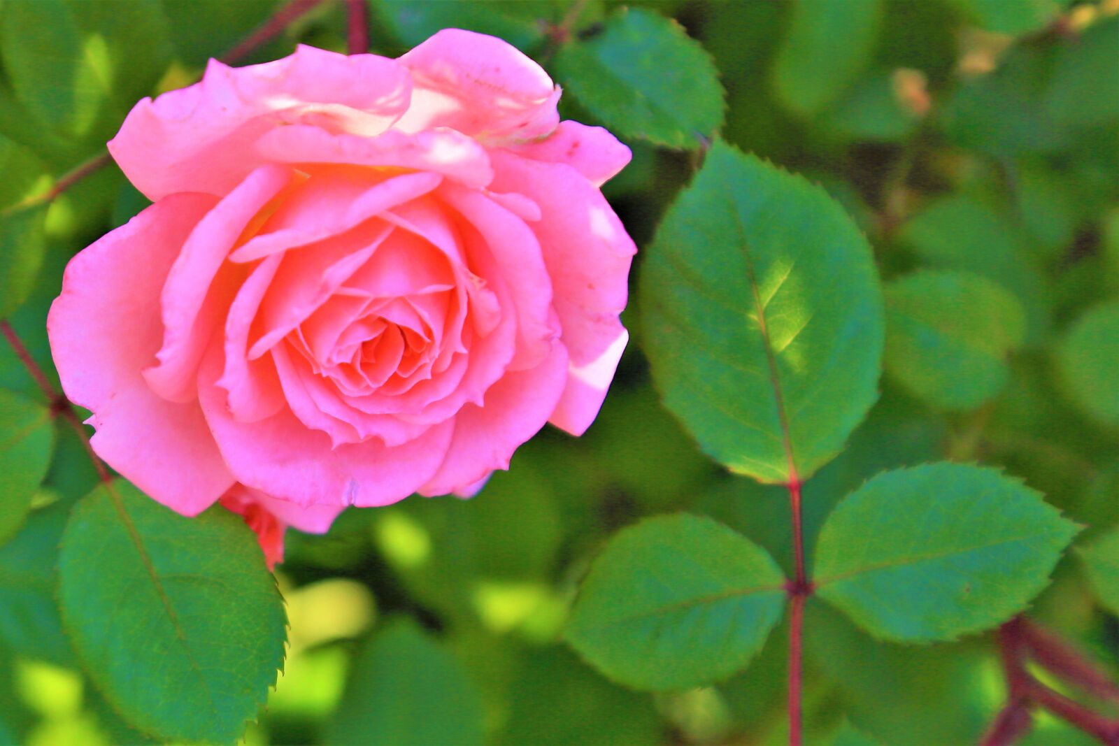 Canon EF 24-105mm F4L IS USM sample photo. Rose, red, spring photography