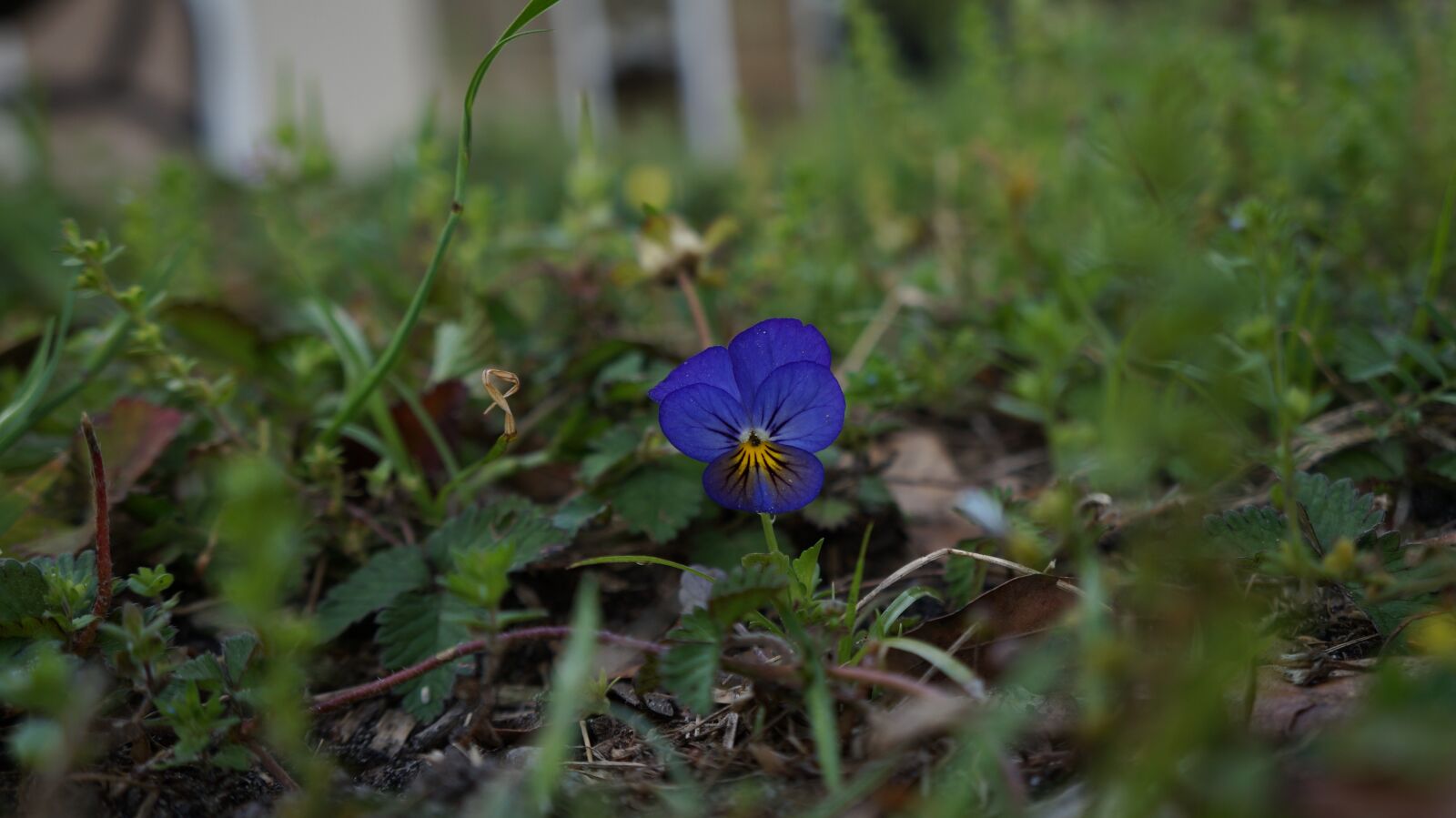 Sony Alpha a3000 + Sony E 18-55mm F3.5-5.6 OSS sample photo. Nature, flower, flora photography
