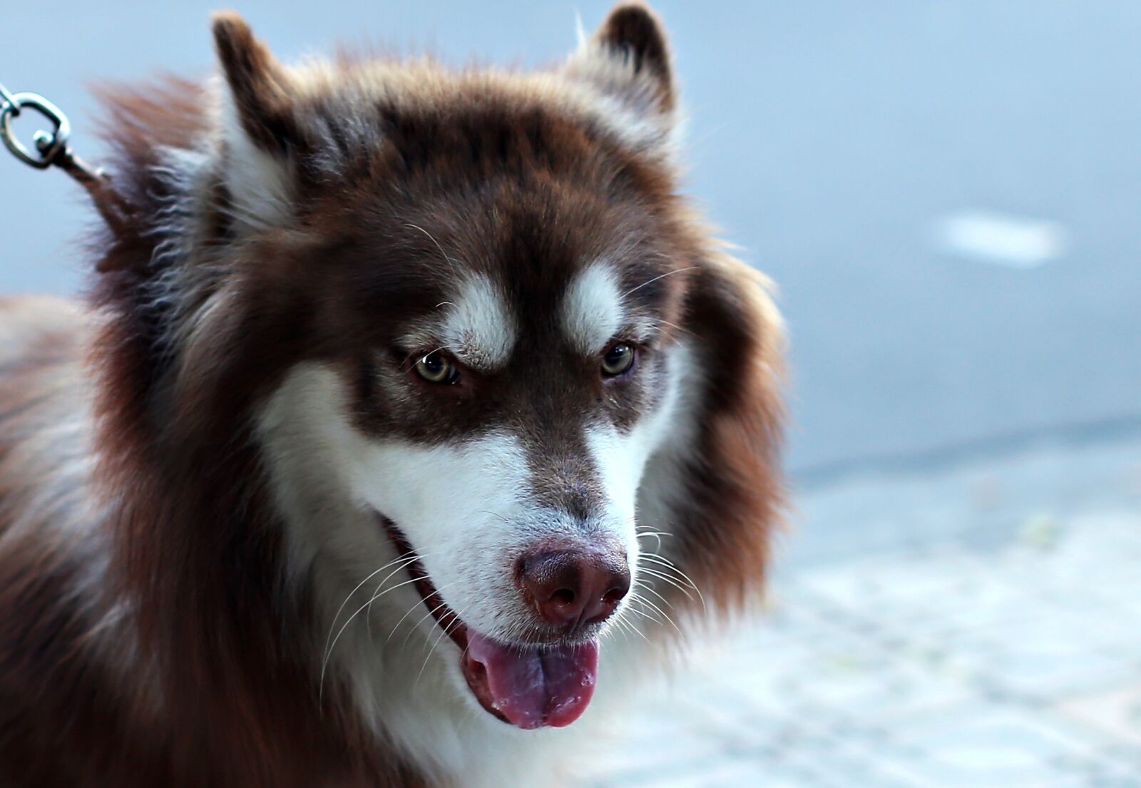 Canon EOS 6D sample photo. Dog, face, puppy photography