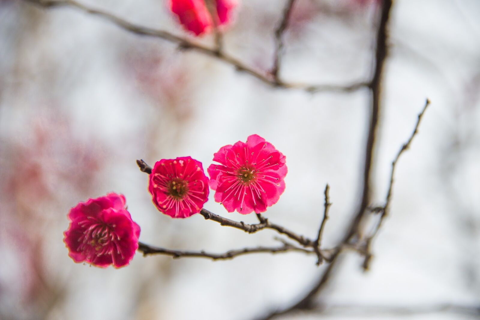 Canon EF-S 18-135mm F3.5-5.6 IS sample photo. Plum blossom, ink, china photography