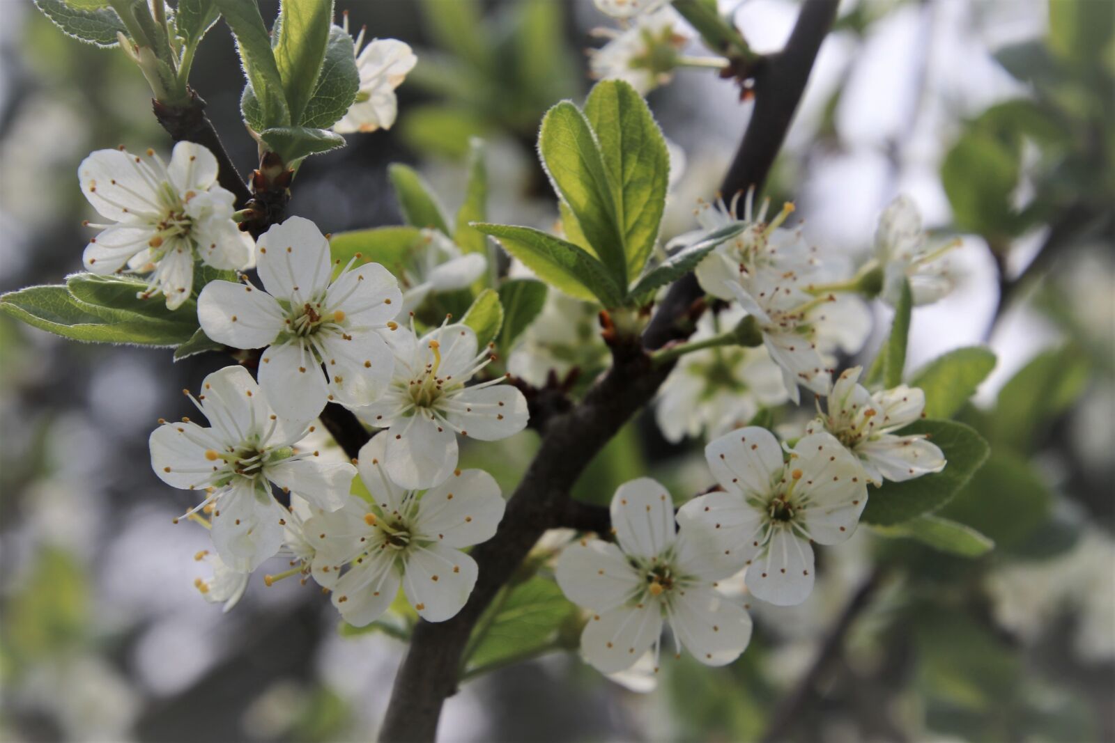 Canon EOS 80D sample photo. April, sprig, garden photography