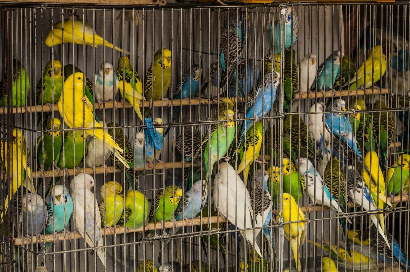 Nikon D90 sample photo. Cage, parrots, birds photography
