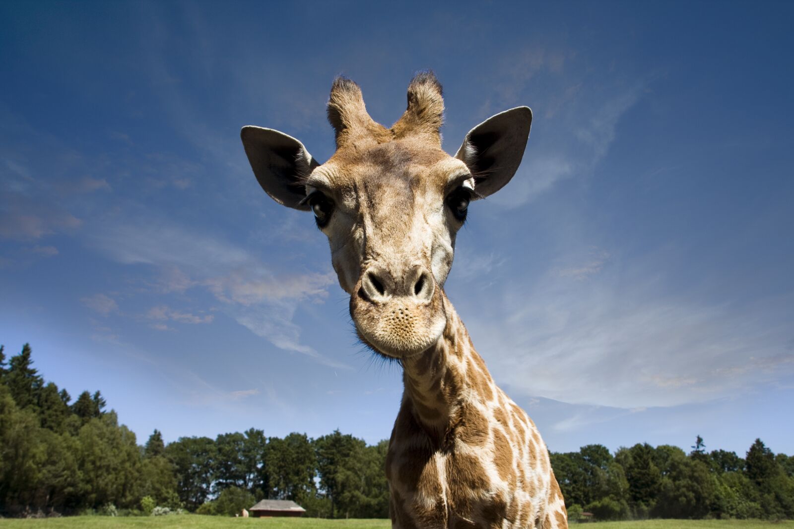 Canon EOS 40D sample photo. Animals, giraffe, wilderness photography