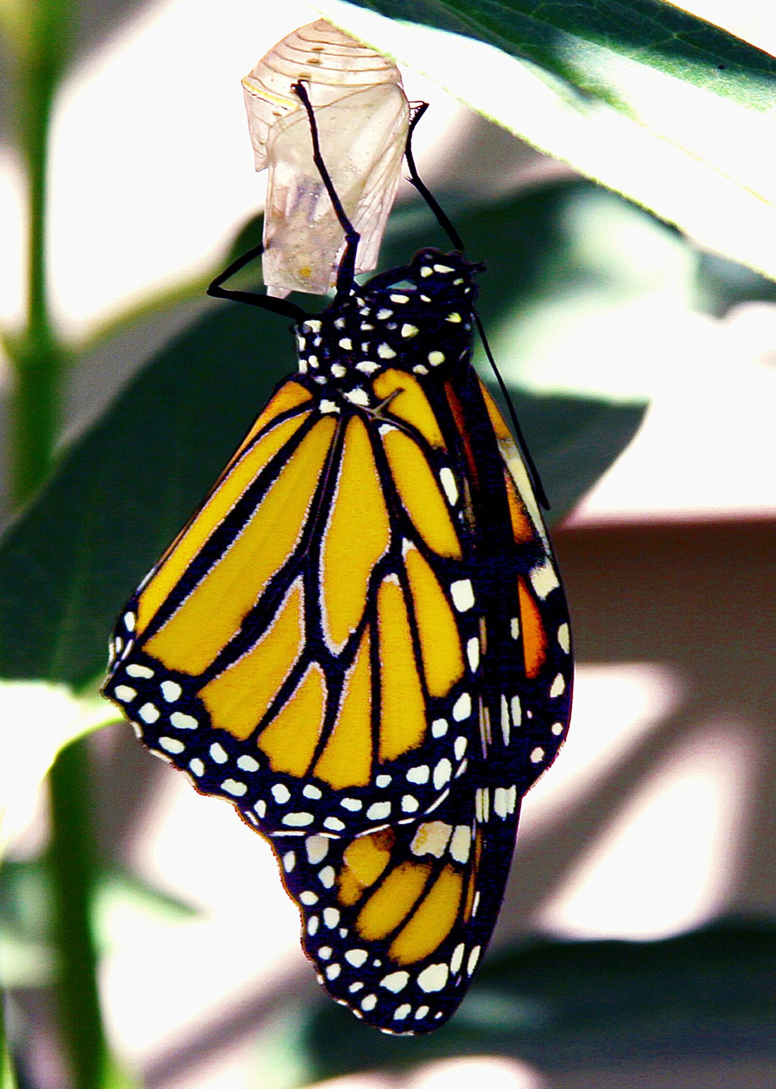 Canon EOS 20D sample photo. Butterfly, monarch, monarch butterfly photography