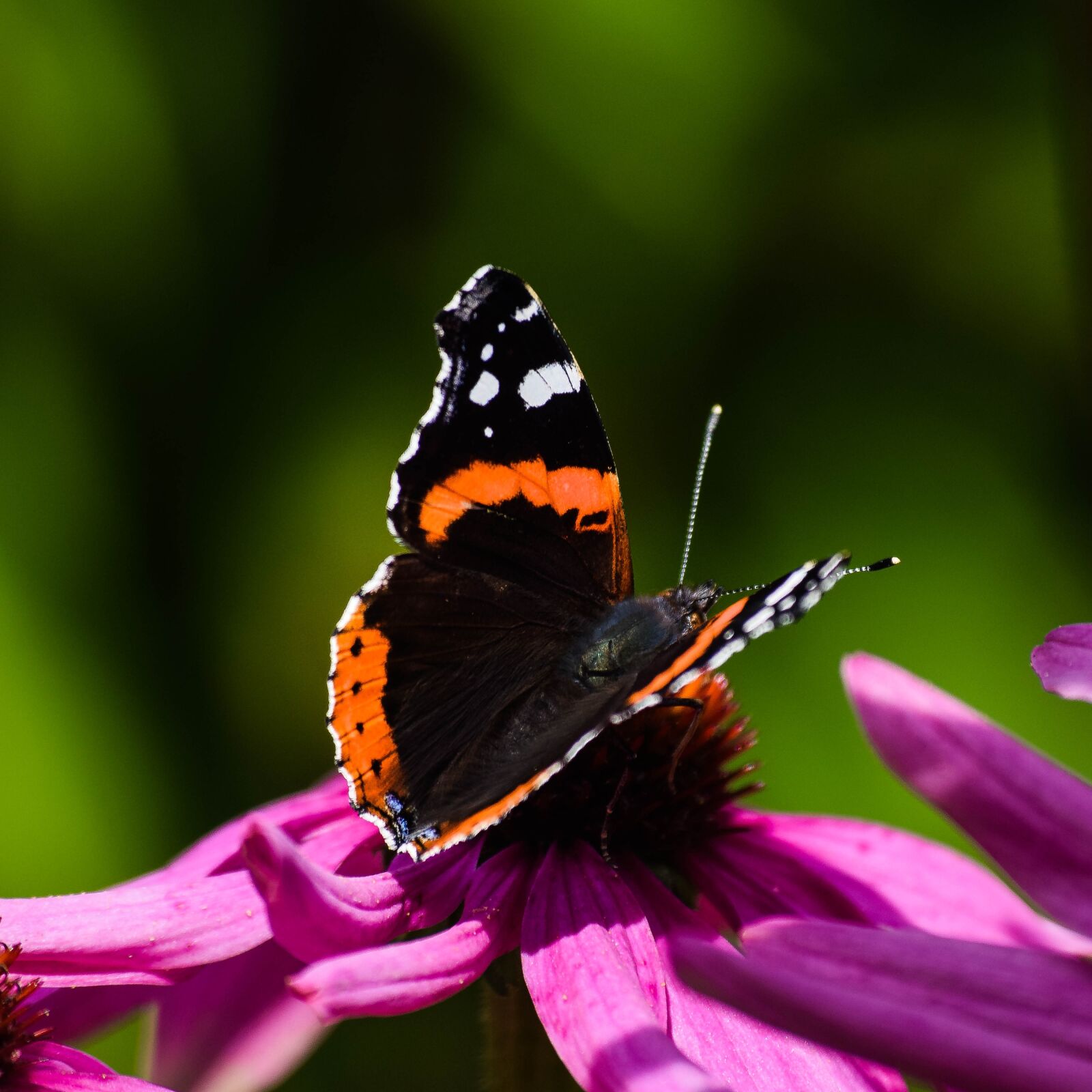 Nikon D3300 sample photo. Nature, butterfly, insect photography