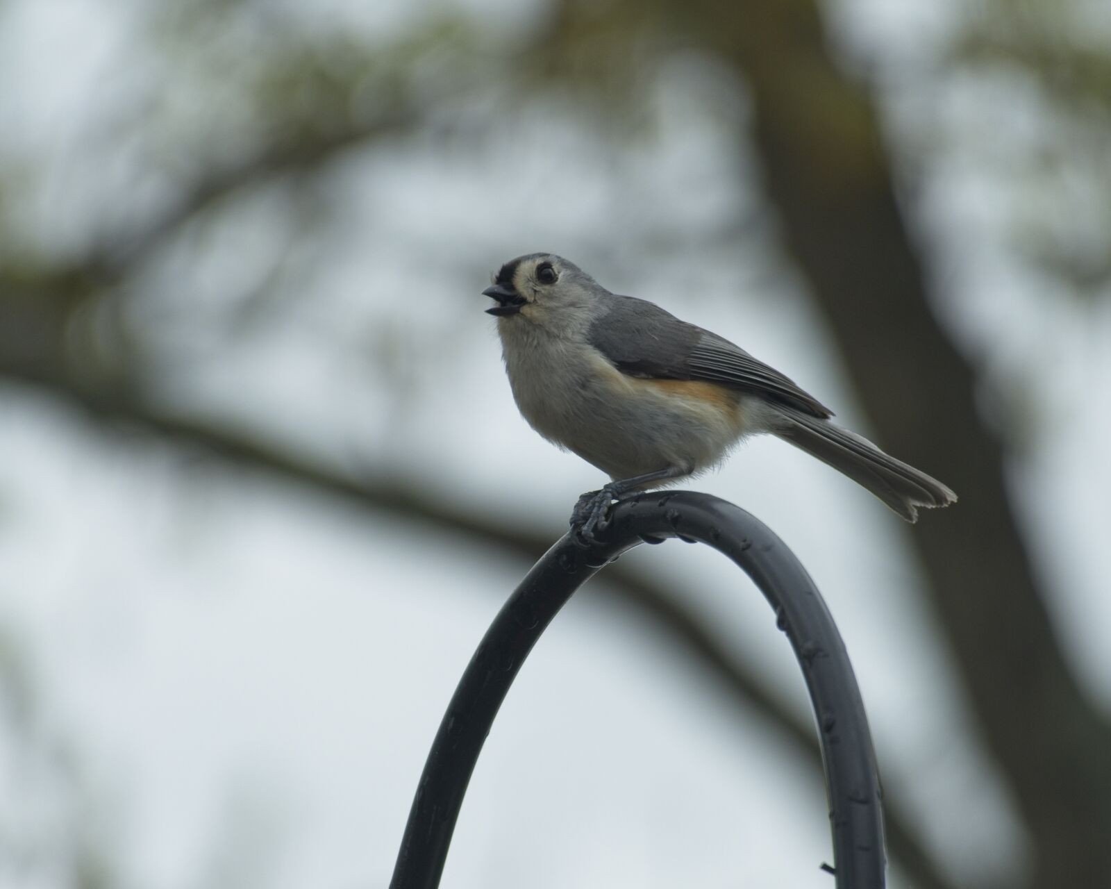 Panasonic Lumix DMC-FZ1000 sample photo. Tufted titmouse, bird, nature photography