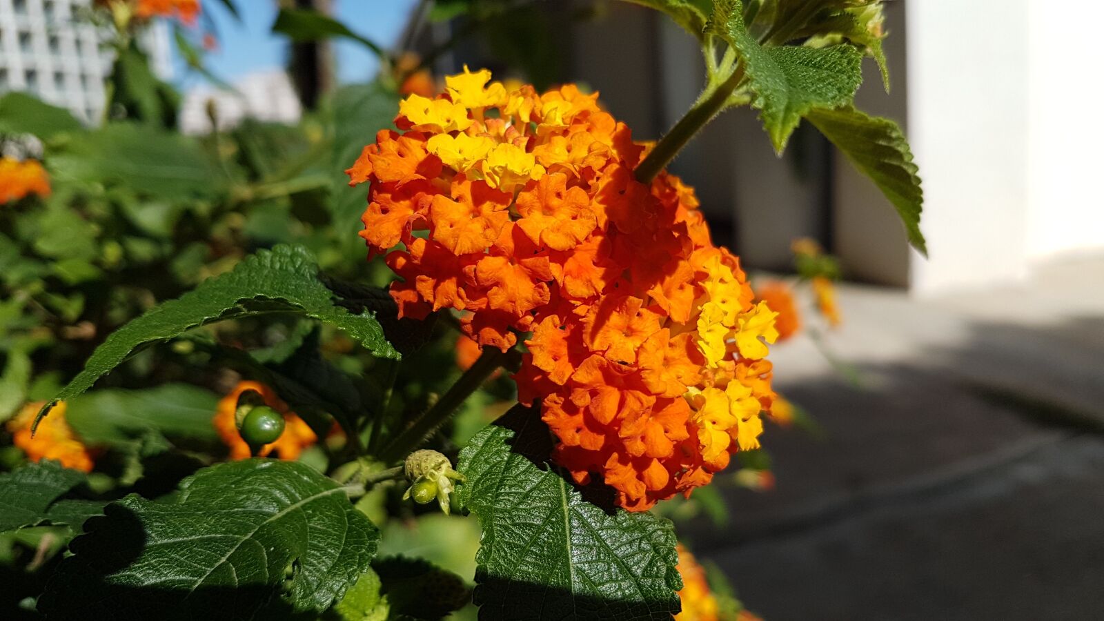 Samsung Galaxy S7 sample photo. Nature, leaves, plant photography