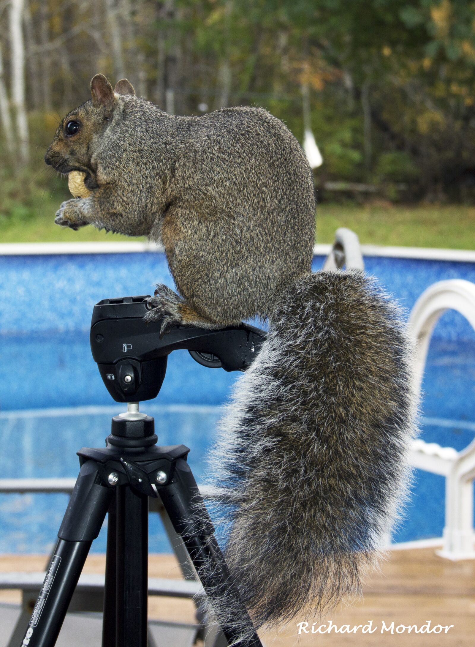 Canon EOS 60D sample photo. Squirrel, animal, cute photography