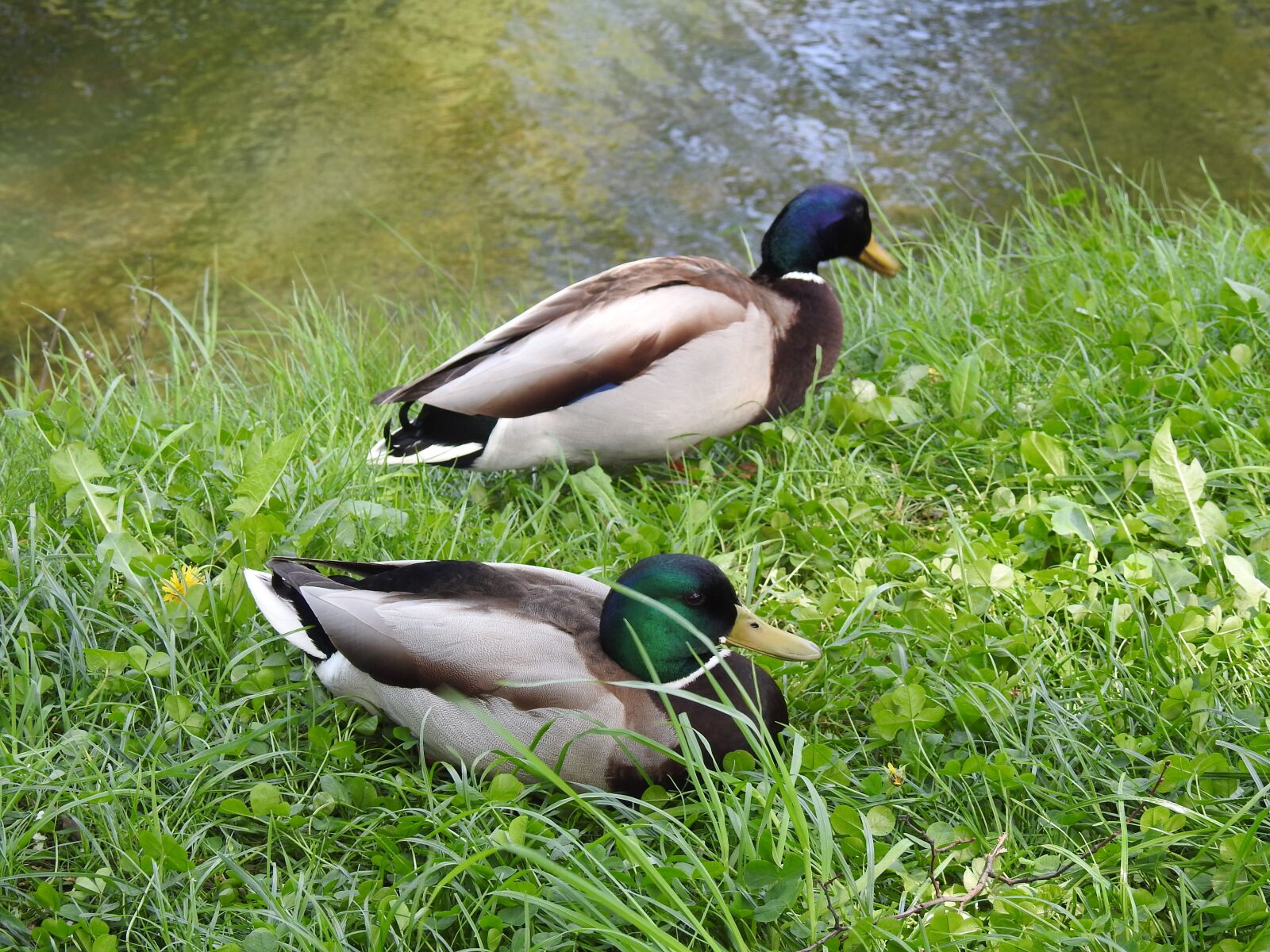 Nikon Coolpix P900 sample photo. Nature, lawn, birds photography