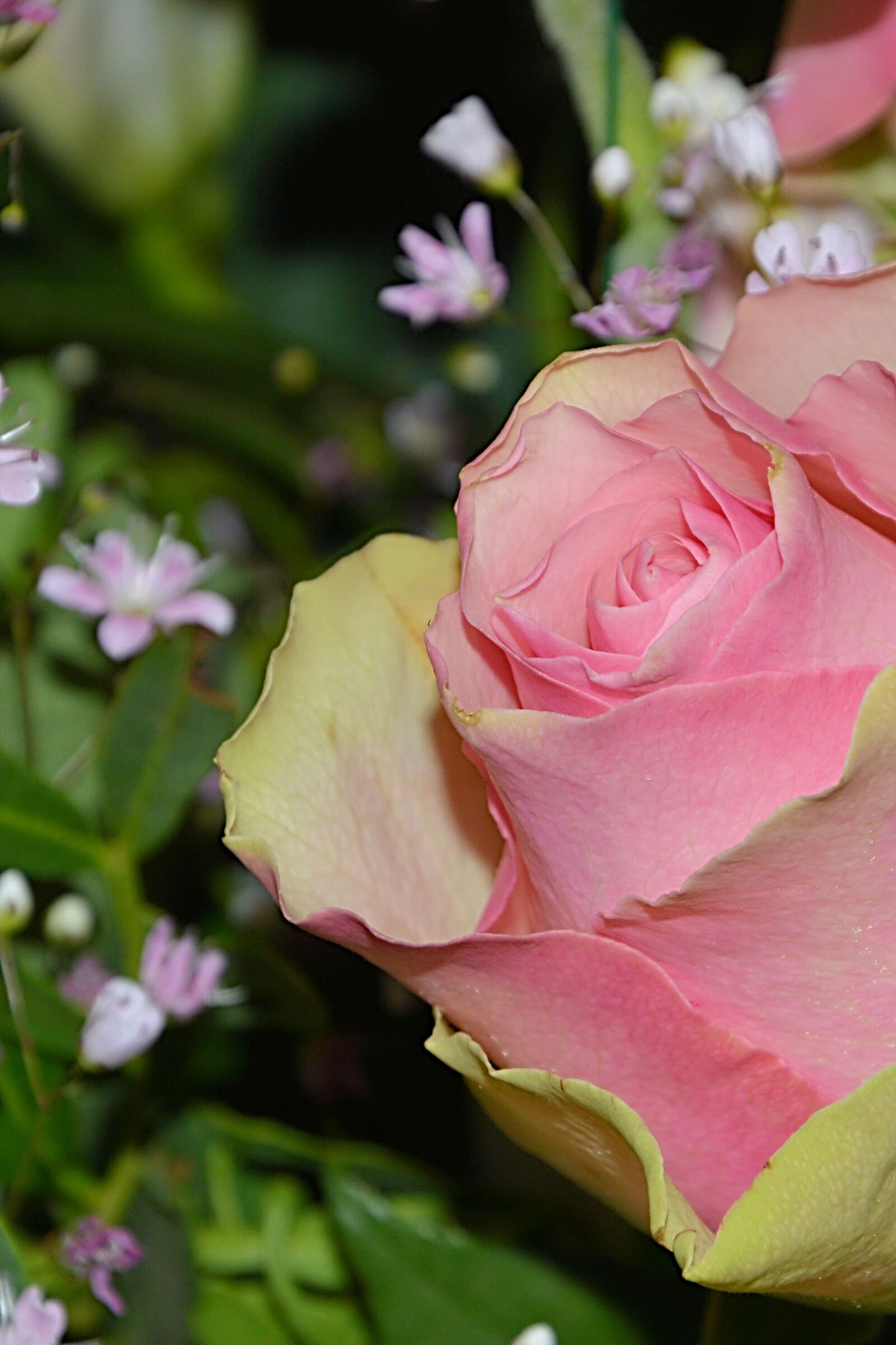 Nikon D3200 sample photo. Bouquet, rose, flowers photography