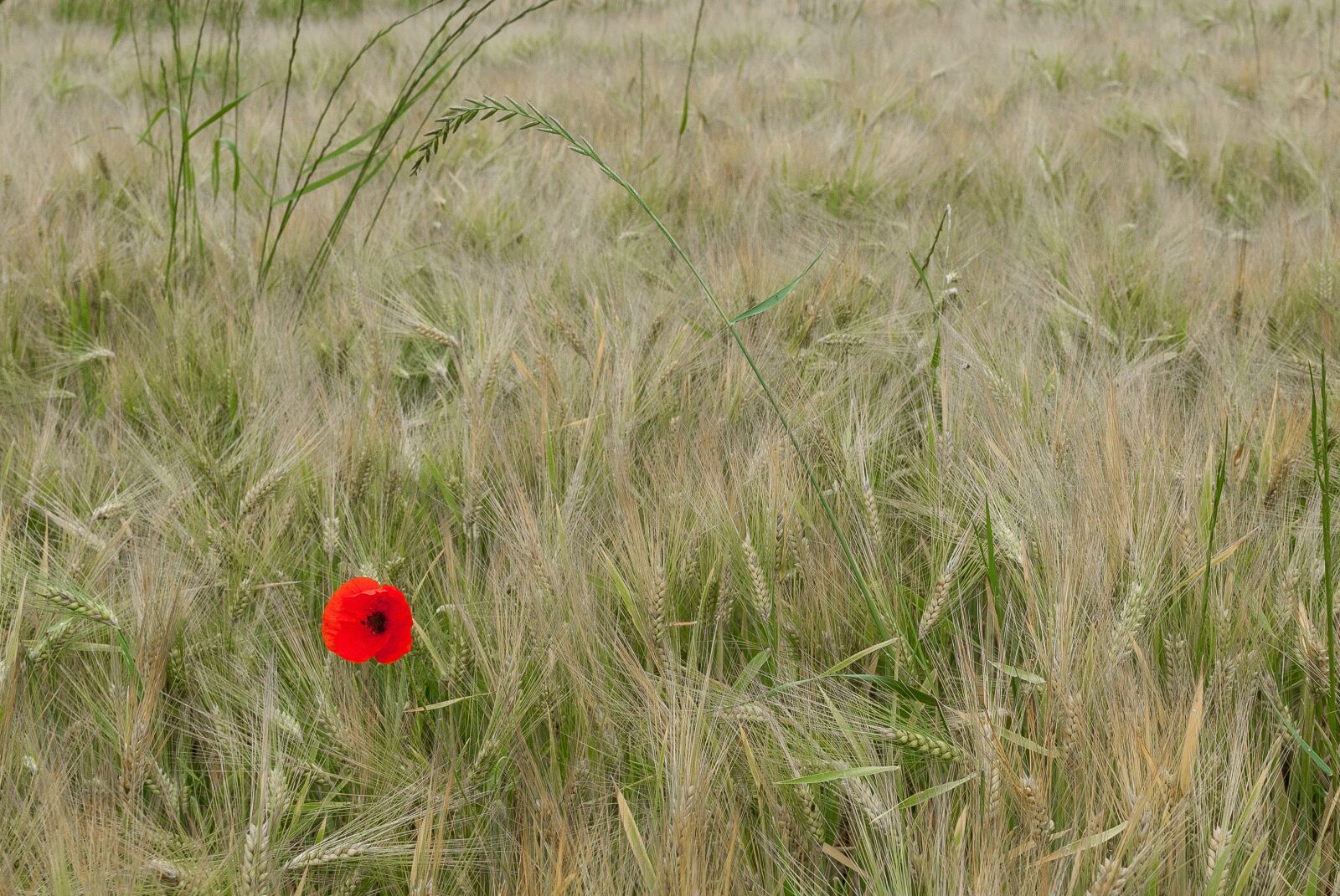 Nikon D80 sample photo. Poppy, fields, wheat photography