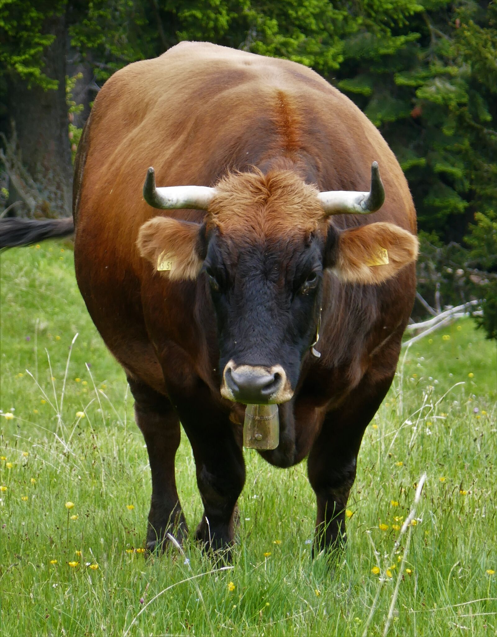 Panasonic DMC-TZ101 sample photo. Beef, cattle, cow photography