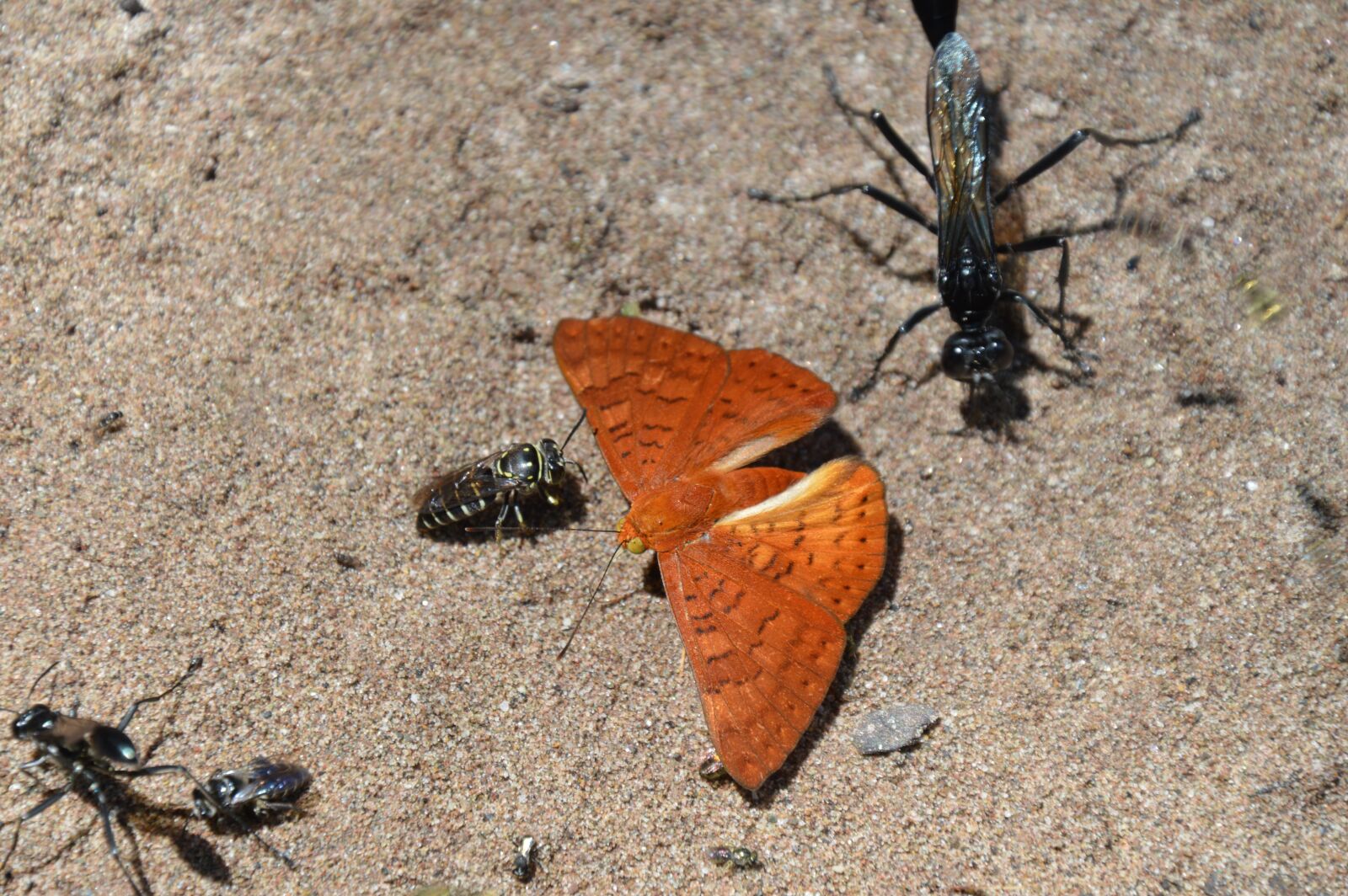 Nikon D3200 sample photo. Butterfly, tropical, insect photography