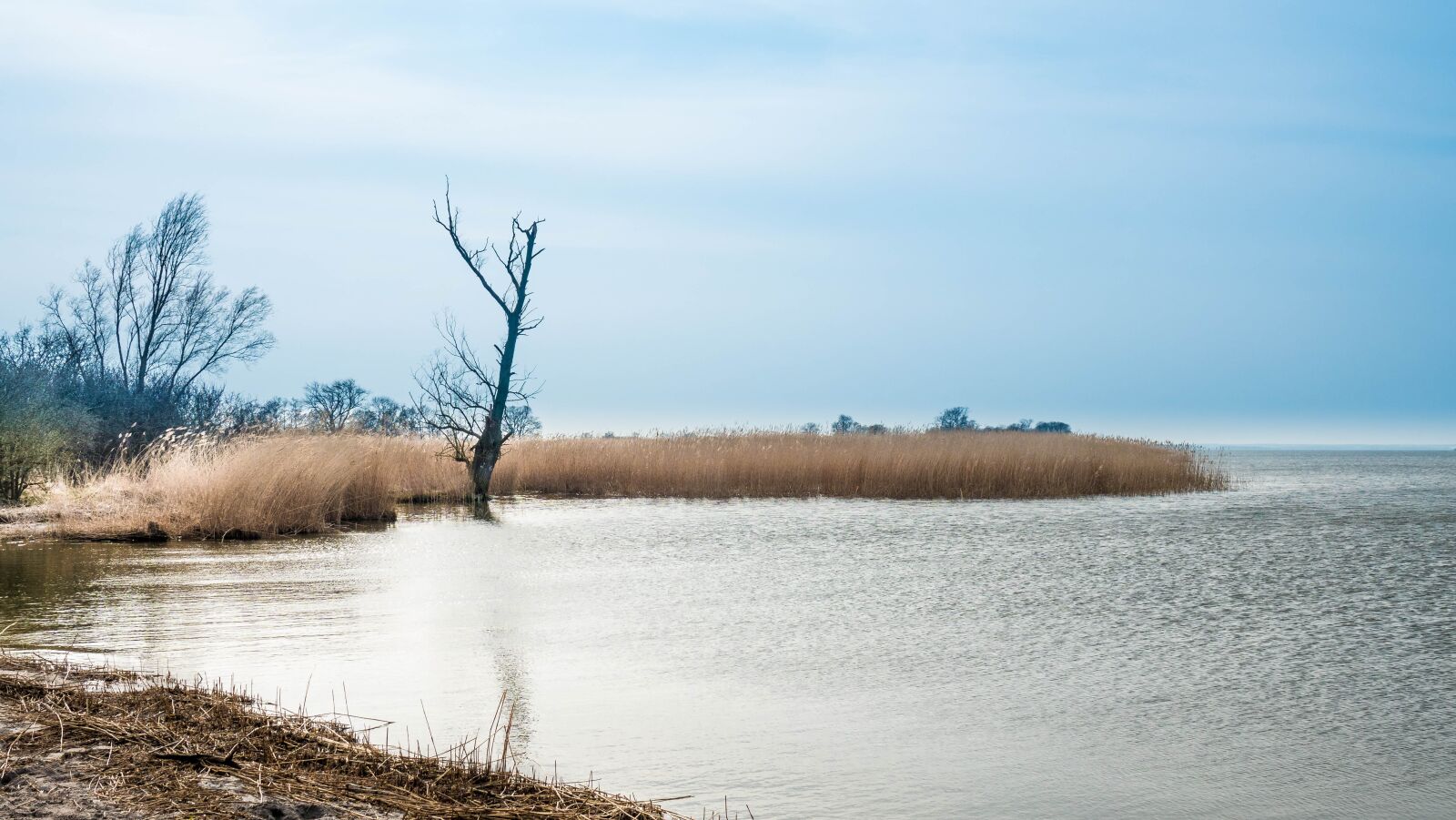 Sony Cyber-shot DSC-RX10 IV sample photo. Spring, blue sky, reed photography